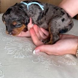Pale blue - Merle male Bernedoodle puppy in Curtice, Ohio from The Pink Doghouse