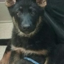 German Shepherd Puppies from Twisted D's Dog and Pony Show