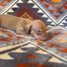 Sandy - Red female Dachshund puppy in Opelika, Alabama from Dachshund Darlins
