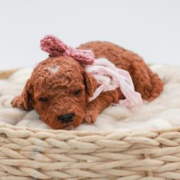 Pink collar girl curly - Red  female Goldendoodle puppy in Spokane, Washington from Dream Doodles in Spokane WA