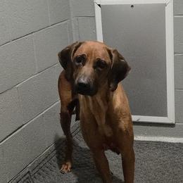 Rosalee - Rhodesian Ridgeback
