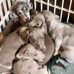 Dachshund Puppies from Laura Gibbs