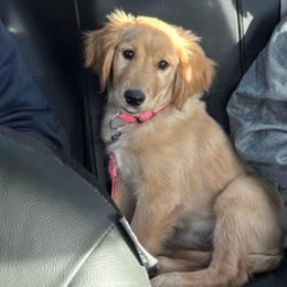 Vanilla - Golden female Golden Retriever puppy in Wind Gap, Pennsylvania from Supreme Goldens