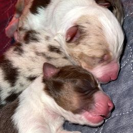 Australian Shepherd puppies from Cobler Farms