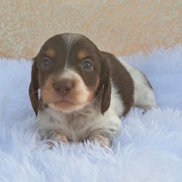 3000..Fin - Chocolate and tan male Dachshund puppy in Winter Haven, Florida from Gateway 2 Little Paws