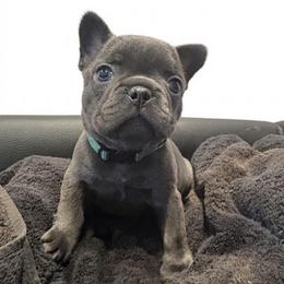 Burrito - Blue male French Bulldog puppy in New Braunfels, Texas from Grand Star Bulldogs