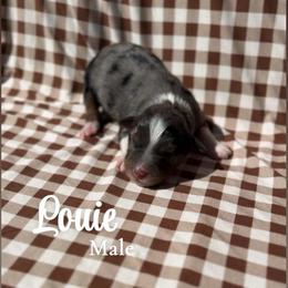 Louie - Blue merle male Australian Shepherd puppy in San Tan Valley, Arizona from SJR AUSSIES