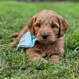 Almond- Light blue collar - Red  female Goldendoodle puppy in Bonham, Texas from Happy Valley Puppies