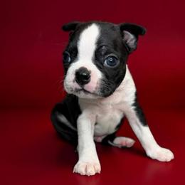 AKC Onyx - Black brindle and white male Boston Terrier puppy in Galena, Kansas from RottNBostons