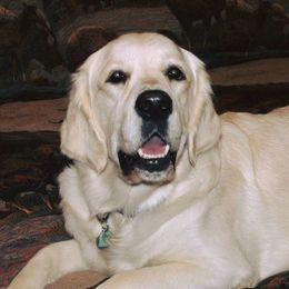 Madison - Golden Retriever