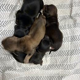 Dachshund puppies from Oakleys Dachshund Haven