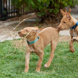 Pharaoh Hound Puppies from Du Ciel Pharaoh Hounds