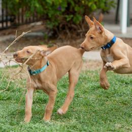 Pharaoh Hound Puppies from Du Ciel Pharaoh Hounds