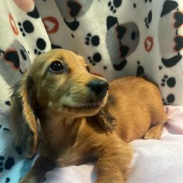 Petal - Red female Dachshund puppy in Hebron, Indiana from MCS Dachshunds