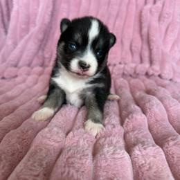 Juneau - Tri-color female Pomsky puppy in Aberdeen, Idaho from Willow Creek Cresteds