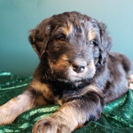Bernedoodle Puppies from Badlands Bernedoodles