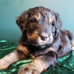 Bernedoodle Puppies from Badlands Bernedoodles