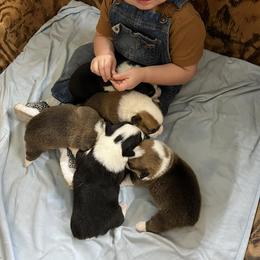 Pembroke Welsh Corgi Puppies from Chrismark