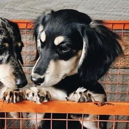 Dachshunds from Teenie Weenies of Central Oregon