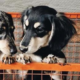 Dachshunds from Teenie Weenies of Central Oregon