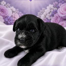Shadow - Black male Miniature Schnauzer puppy in Sylvania, Georgia from Southern Sky Miniature Schnauzers