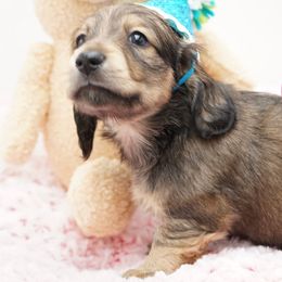 Dachshund Puppies from 30 Acre Woods Dachshunds