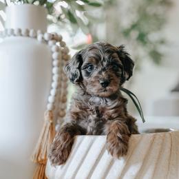 Blue Boy F1B Mini Goldendoodle - Merle male Goldendoodle puppy in Mckinney, Texas from Doodles of North Tx