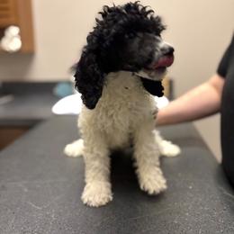 White girl - Parti female Poodle puppy in Nolensville, Tennessee from White Willow Poodles