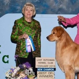 Golden Retrievers from Gayle Compton