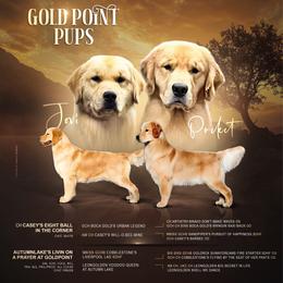 Golden Retriever puppies from Gold Point Pups