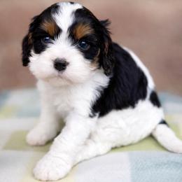 Lucy (Pink collar) - Tri-color female Cavapoo puppy in Sacramento, California from Lipscomb Doodles