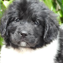 Shug - White and black female Newfoundland puppy in Dalton, Ohio from Newfforu