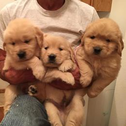 Bernese Mountain Dogs, Black Russian Terriers, and Golden Retrievers from Russias Royalty/Goldhaven Kennel