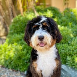 Murphy - Bernedoodle