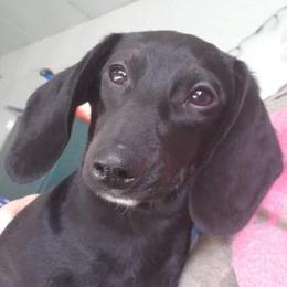 Destiny - Dachshund