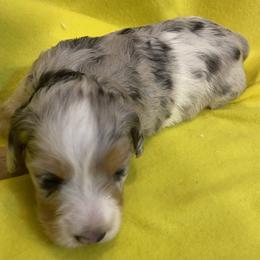 PACO AKC SOFT WIRED LONG HAIRED - Dapple male Dachshund puppy in Elizabethtown, Kentucky from Teeny Tiny Puppy Tails