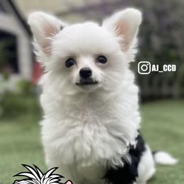 Chinese Crested puppies from Aj_CCD