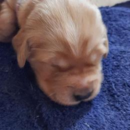 Girl 2 - female Golden Retriever puppy in Fort White, Florida from Triple-s-kennel