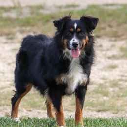 Curly - Toy Australian Shepherd