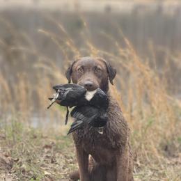 Daphne - Chesapeake Bay Retriever