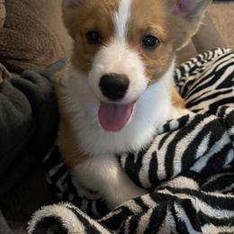 Pembroke Welsh Corgi Puppies from Gotta Chase Em All Corgis