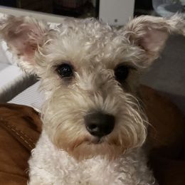 Isla - Miniature Schnauzer