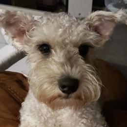 Isla - Miniature Schnauzer