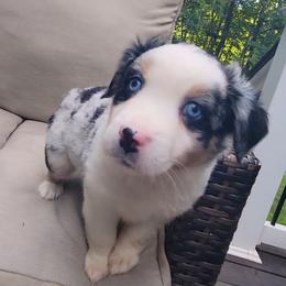 Meeko - Blue merle male Miniature Australian Shepherd puppy in Sunbury, Pennsylvania from Elemental Mini Aussies