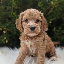 Honey - Red and white female Cockapoo puppy in Salt Lake City, Utah from Utah Cocker Spaniels