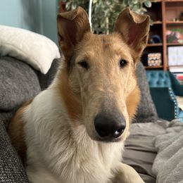 Medusa - Collie