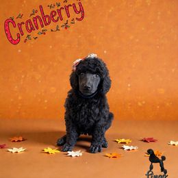 Cranberry - Black female Poodle puppy in Nederland, Texas from Lingo Standard Poodles