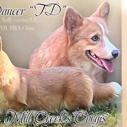 TD - Pembroke Welsh Corgi