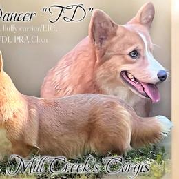 TD - Pembroke Welsh Corgi