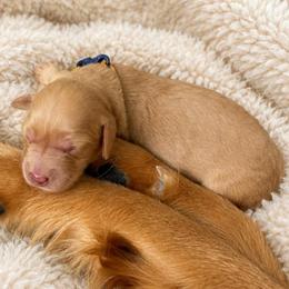 Ginger - Red  female Goldendoodle puppy in Rocky Point, North Carolina from CelticDoods